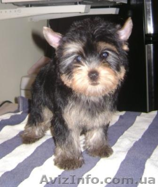 Девочки йоркширского терьера - <ro>Изображение</ro><ru>Изображение</ru> #1, <ru>Объявление</ru> #589173