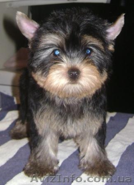 Девочки йоркширского терьера - <ro>Изображение</ro><ru>Изображение</ru> #4, <ru>Объявление</ru> #589173