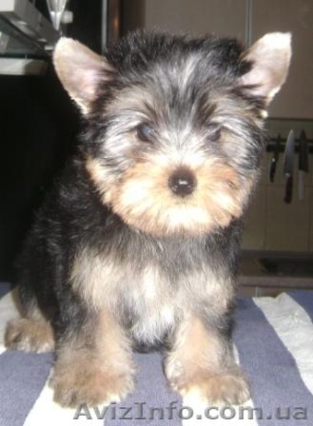 Девочки йоркширского терьера - <ro>Изображение</ro><ru>Изображение</ru> #3, <ru>Объявление</ru> #589173