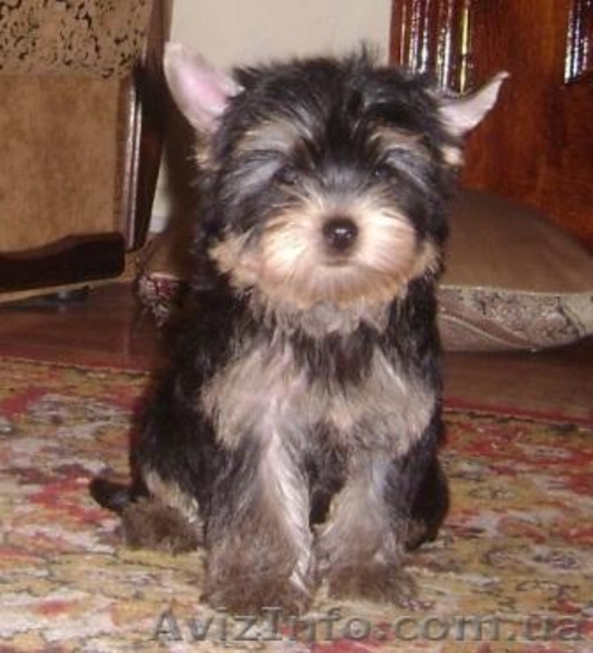 Девочки йоркширского терьера - <ro>Изображение</ro><ru>Изображение</ru> #6, <ru>Объявление</ru> #589173