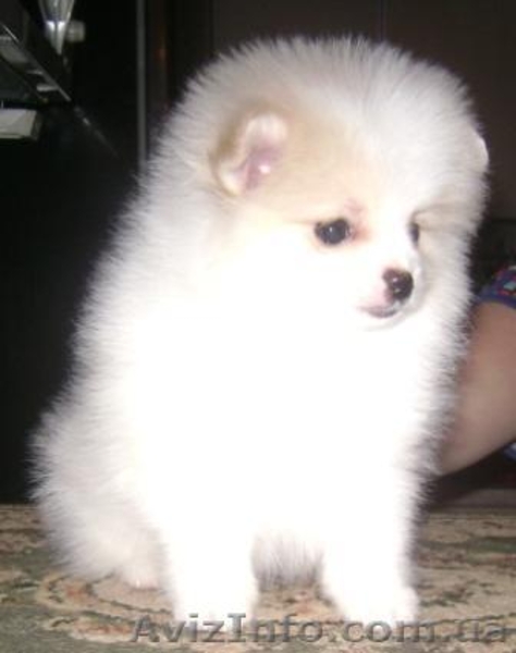 Померанский шпиц редкого окраса - <ro>Изображение</ro><ru>Изображение</ru> #1, <ru>Объявление</ru> #589177