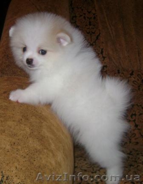 Померанский шпиц редкого окраса - <ro>Изображение</ro><ru>Изображение</ru> #2, <ru>Объявление</ru> #589177