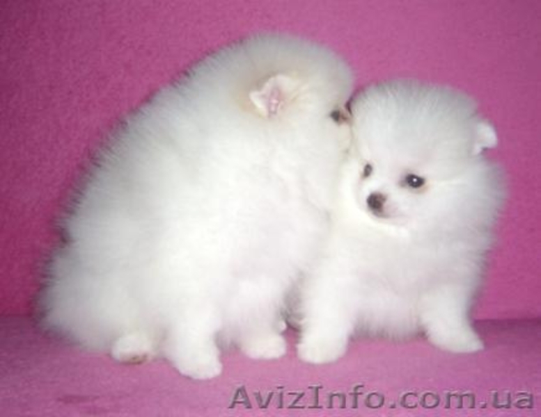 Миниатюрные шпицы эксклюзивного окраса - <ro>Изображение</ro><ru>Изображение</ru> #5, <ru>Объявление</ru> #555502