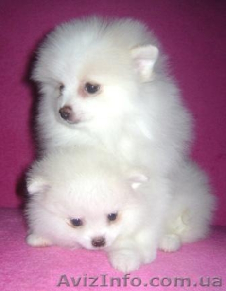 Померанский шпиц редкого окраса - <ro>Изображение</ro><ru>Изображение</ru> #7, <ru>Объявление</ru> #589177