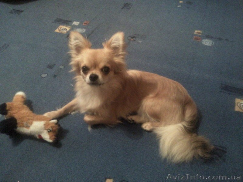 кобель чихуахуа для вязки - <ro>Изображение</ro><ru>Изображение</ru> #3, <ru>Объявление</ru> #604872