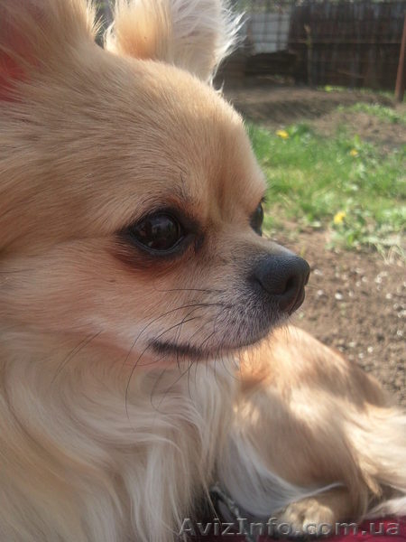 кобель чихуахуа для вязки - <ro>Изображение</ro><ru>Изображение</ru> #2, <ru>Объявление</ru> #604872