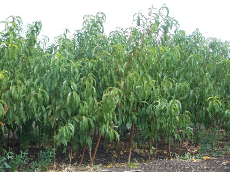 Саженцы: яблоня, груша, абрикос, персик, нектарин, черешня, малина,  - <ro>Изображение</ro><ru>Изображение</ru> #1, <ru>Объявление</ru> #572381