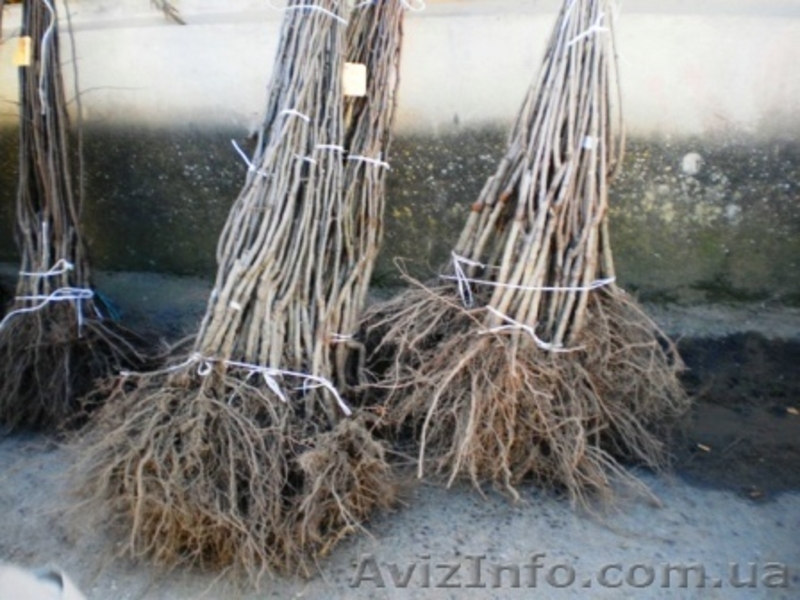 Саженцы: яблоня, груша, абрикос, персик, нектарин, черешня, малина,  - <ro>Изображение</ro><ru>Изображение</ru> #2, <ru>Объявление</ru> #572381