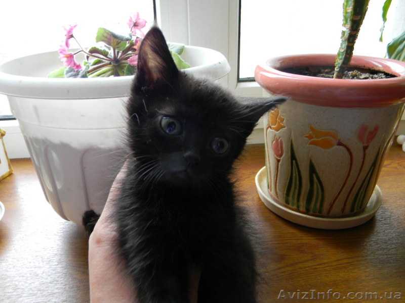 Котята cрочно в хорошие руки - <ro>Изображение</ro><ru>Изображение</ru> #1, <ru>Объявление</ru> #620390