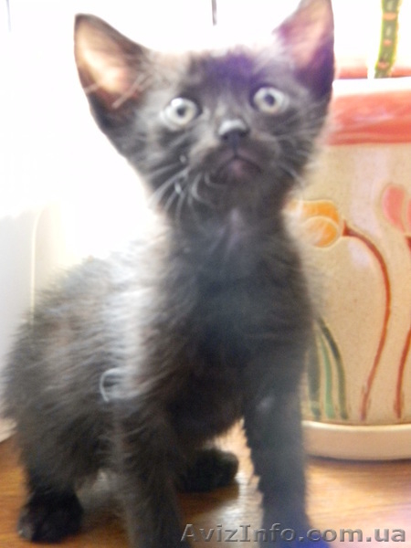 Котята cрочно в хорошие руки - <ro>Изображение</ro><ru>Изображение</ru> #4, <ru>Объявление</ru> #620390