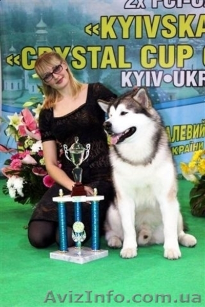 Аляскинский маламут - щенки - <ro>Изображение</ro><ru>Изображение</ru> #1, <ru>Объявление</ru> #679433