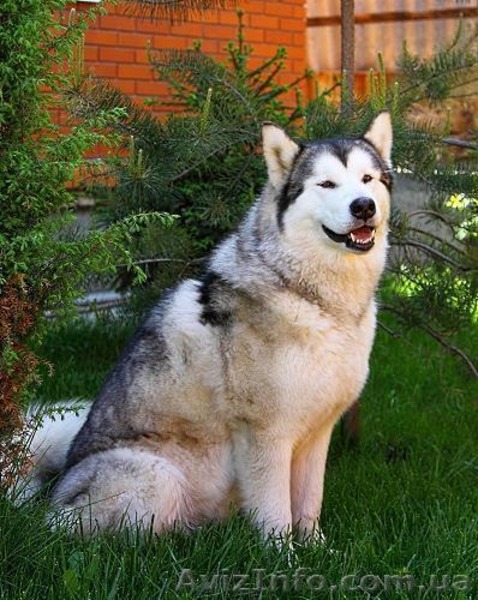 Аляскинский маламут - щенки - <ro>Изображение</ro><ru>Изображение</ru> #2, <ru>Объявление</ru> #679433