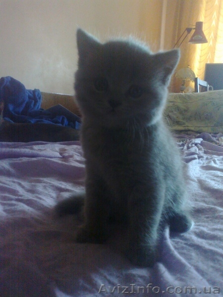 очаровательный шотландские котятка - <ro>Изображение</ro><ru>Изображение</ru> #2, <ru>Объявление</ru> #709039