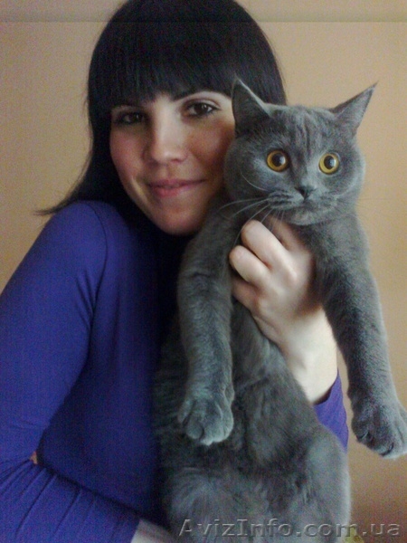 очаровательный шотландские котятка - <ro>Изображение</ro><ru>Изображение</ru> #3, <ru>Объявление</ru> #709039