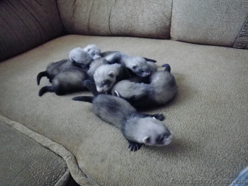 Домашние хорьки. - <ro>Изображение</ro><ru>Изображение</ru> #1, <ru>Объявление</ru> #711481