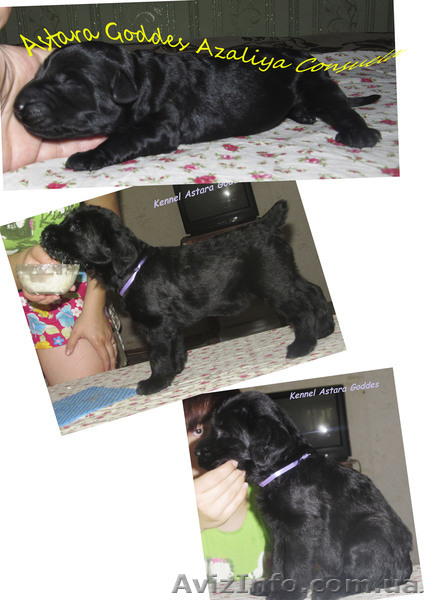 Исчут ответственные руки 3 девочки ризеншнауцера!! - <ro>Изображение</ro><ru>Изображение</ru> #1, <ru>Объявление</ru> #736557