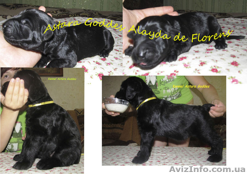 Исчут ответственные руки 3 девочки ризеншнауцера!! - <ro>Изображение</ro><ru>Изображение</ru> #2, <ru>Объявление</ru> #736557