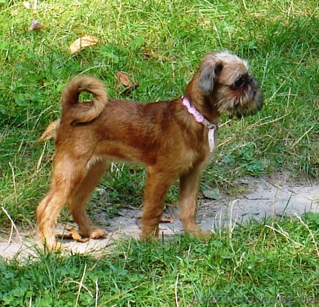 Щенки гриффона - брюссельского, бельгийского - <ro>Изображение</ro><ru>Изображение</ru> #2, <ru>Объявление</ru> #751511