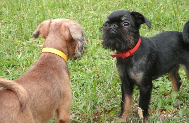 Щенки гриффона - брюссельского, бельгийского - <ro>Изображение</ro><ru>Изображение</ru> #1, <ru>Объявление</ru> #751511