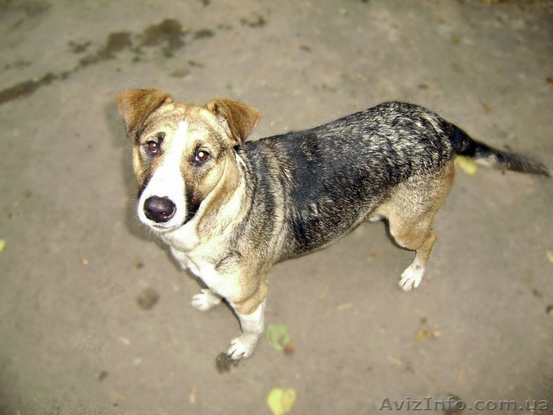 Винницкий приют для бездомных собак - <ro>Изображение</ro><ru>Изображение</ru> #1, <ru>Объявление</ru> #783998