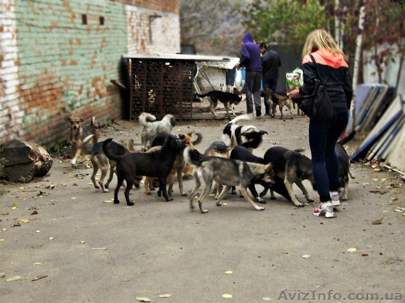Винницкий приют для бездомных собак - <ro>Изображение</ro><ru>Изображение</ru> #3, <ru>Объявление</ru> #783998
