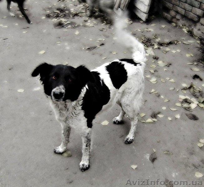 Винницкий приют для бездомных собак - <ro>Изображение</ro><ru>Изображение</ru> #4, <ru>Объявление</ru> #783998