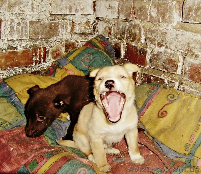 Винницкий приют для бездомных собак - <ro>Изображение</ro><ru>Изображение</ru> #9, <ru>Объявление</ru> #783998