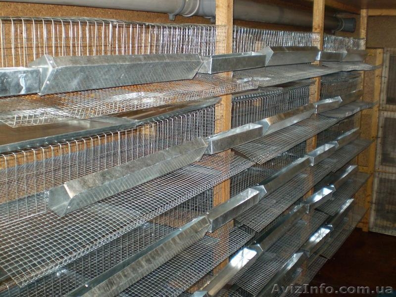 Продам кунг для выращивания перепелов - <ro>Изображение</ro><ru>Изображение</ru> #3, <ru>Объявление</ru> #801859