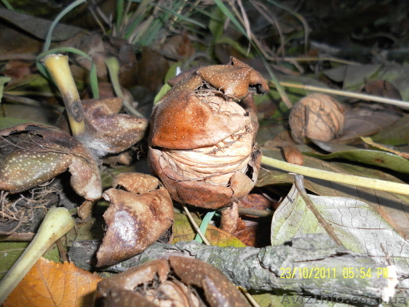 Акция! саженцы вишни, сливы, яблони, ореха - <ro>Изображение</ro><ru>Изображение</ru> #2, <ru>Объявление</ru> #847643