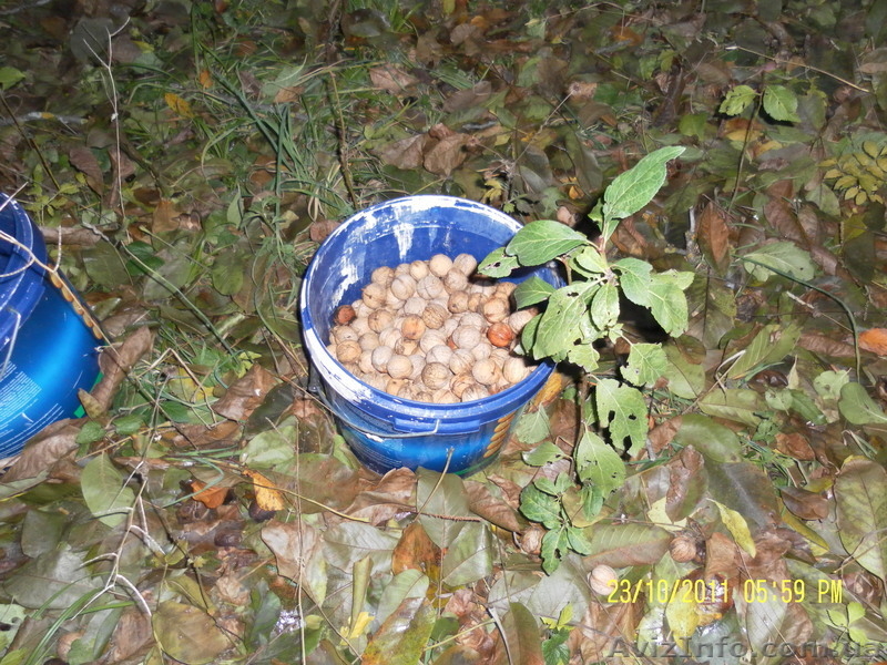 Акция! саженцы вишни, сливы, яблони, ореха - <ro>Изображение</ro><ru>Изображение</ru> #3, <ru>Объявление</ru> #847643