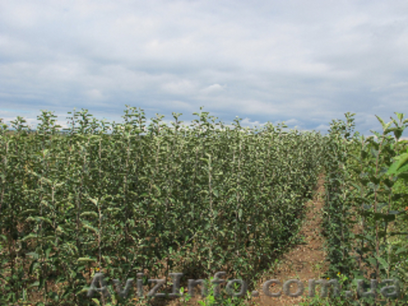Качественные САЖЕНЦЫ от хороших людей по отличным ценам! Яблони, груши, абрикоси - <ro>Изображение</ro><ru>Изображение</ru> #2, <ru>Объявление</ru> #857274
