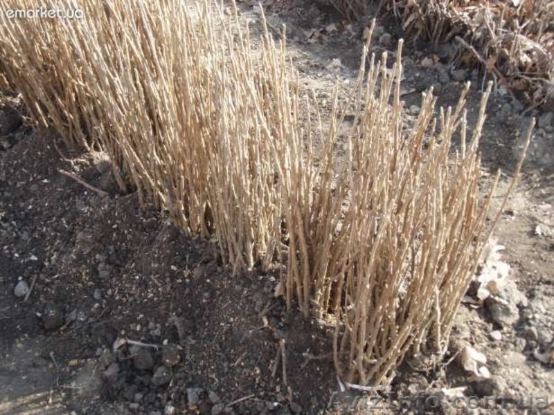 Саджанці чорної смородини - <ro>Изображение</ro><ru>Изображение</ru> #2, <ru>Объявление</ru> #890369