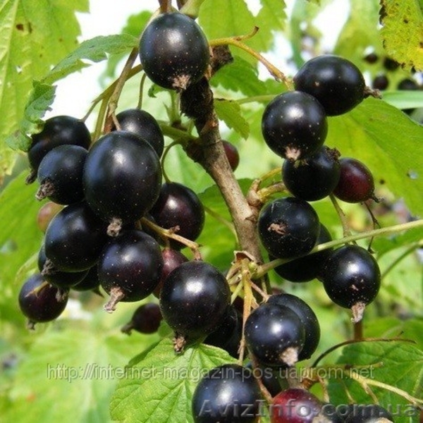 Саджанці чорної смородини - <ro>Изображение</ro><ru>Изображение</ru> #1, <ru>Объявление</ru> #890369