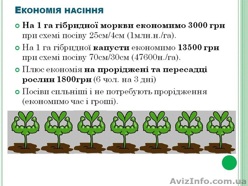 Насінневий шнурок-ваш шлях до успіху !! - <ro>Изображение</ro><ru>Изображение</ru> #3, <ru>Объявление</ru> #880639