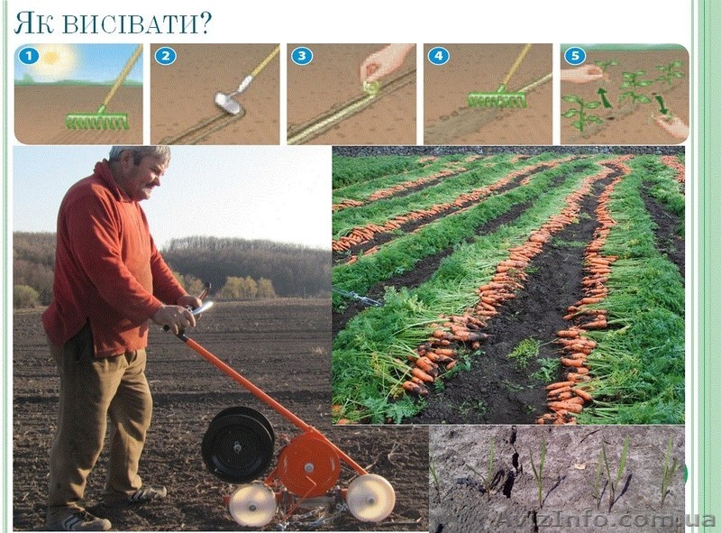 Насінневий шнурок-ваш шлях до успіху !! - <ro>Изображение</ro><ru>Изображение</ru> #6, <ru>Объявление</ru> #880639