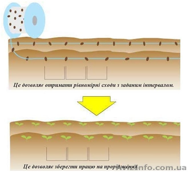 Насінневий шнурок-ваш шлях до успіху !! - <ro>Изображение</ro><ru>Изображение</ru> #5, <ru>Объявление</ru> #880639