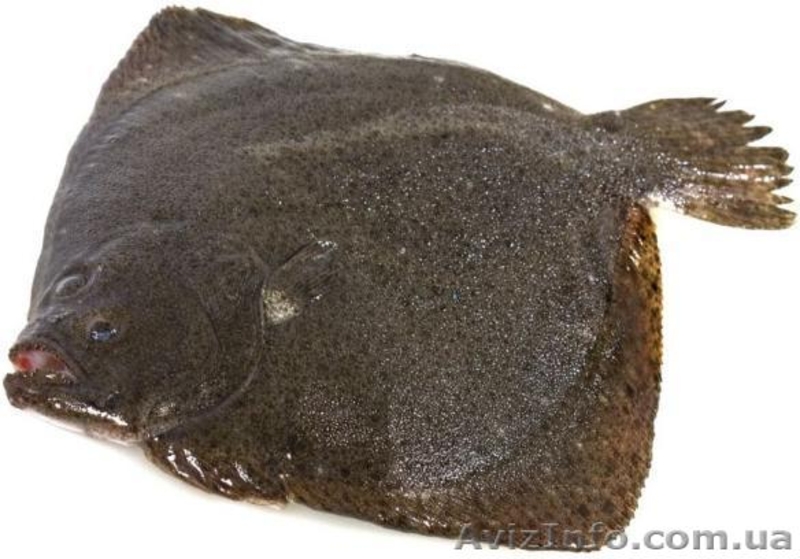 СВЕЖАЯ РЫБКА - ОПТ - <ro>Изображение</ro><ru>Изображение</ru> #1, <ru>Объявление</ru> #905958