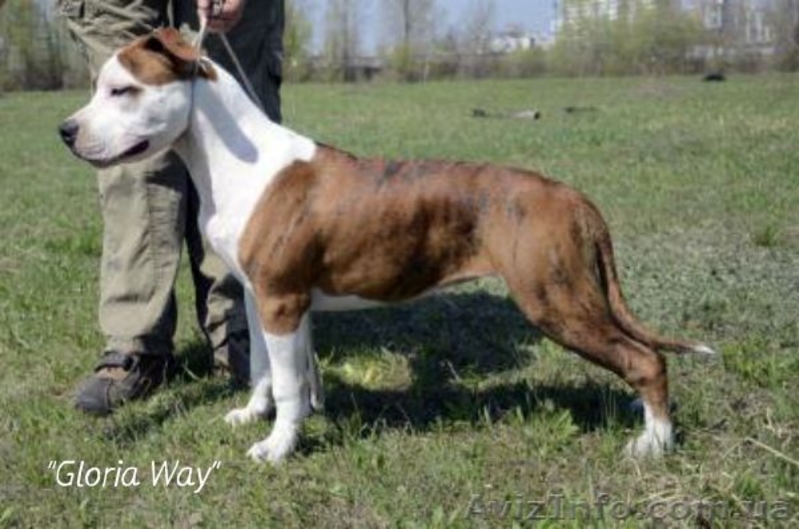 Высокопородные щенки Амстаффа от Чемпионов, - <ro>Изображение</ro><ru>Изображение</ru> #2, <ru>Объявление</ru> #692729