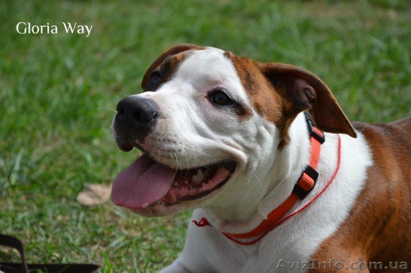 Высокопородные щенки Амстаффа от Чемпионов, - <ro>Изображение</ro><ru>Изображение</ru> #3, <ru>Объявление</ru> #692729