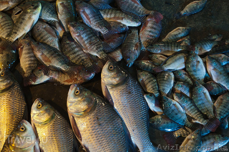 СВЕЖАЯ РЫБКА - ОПТ - <ro>Изображение</ro><ru>Изображение</ru> #2, <ru>Объявление</ru> #905958