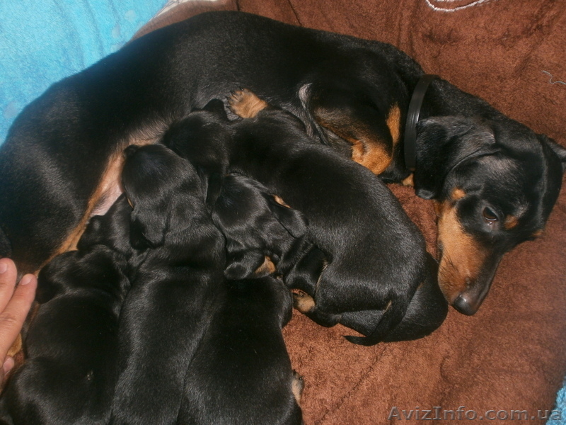 щенки карликовой таксы черной окраски - <ro>Изображение</ro><ru>Изображение</ru> #3, <ru>Объявление</ru> #908307