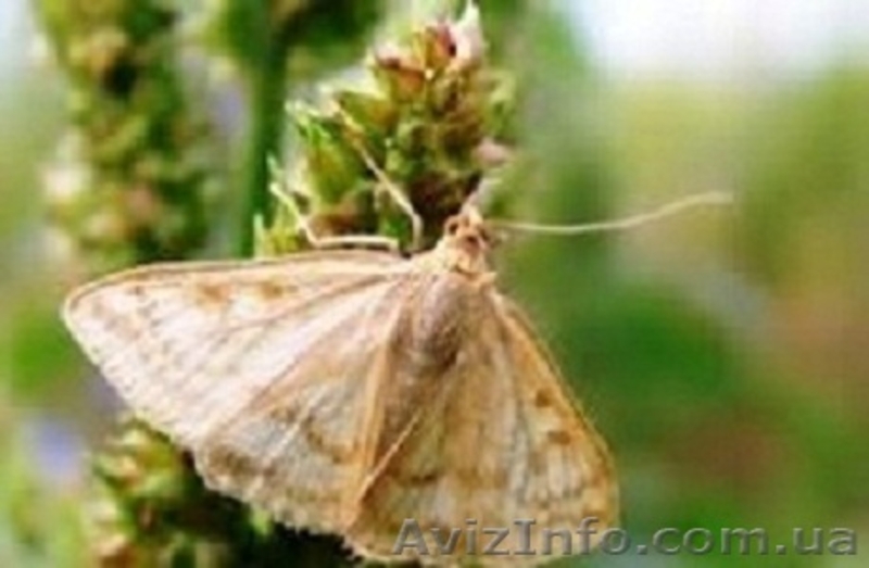 20% настойка восковой моли - <ro>Изображение</ro><ru>Изображение</ru> #1, <ru>Объявление</ru> #944814