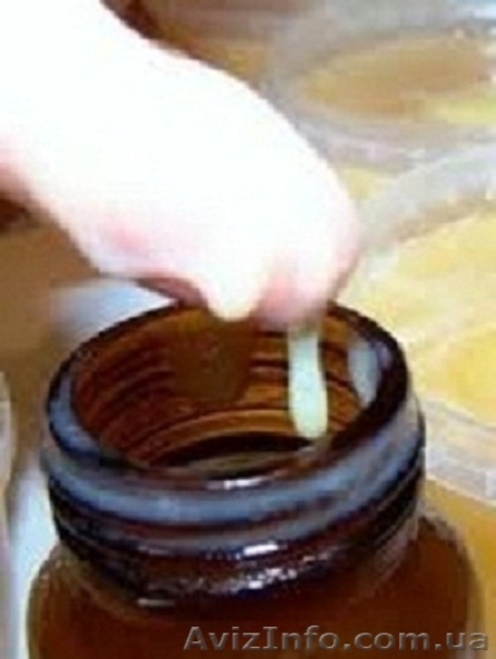 Королевское желе (маточное молочко) - <ro>Изображение</ro><ru>Изображение</ru> #3, <ru>Объявление</ru> #944813