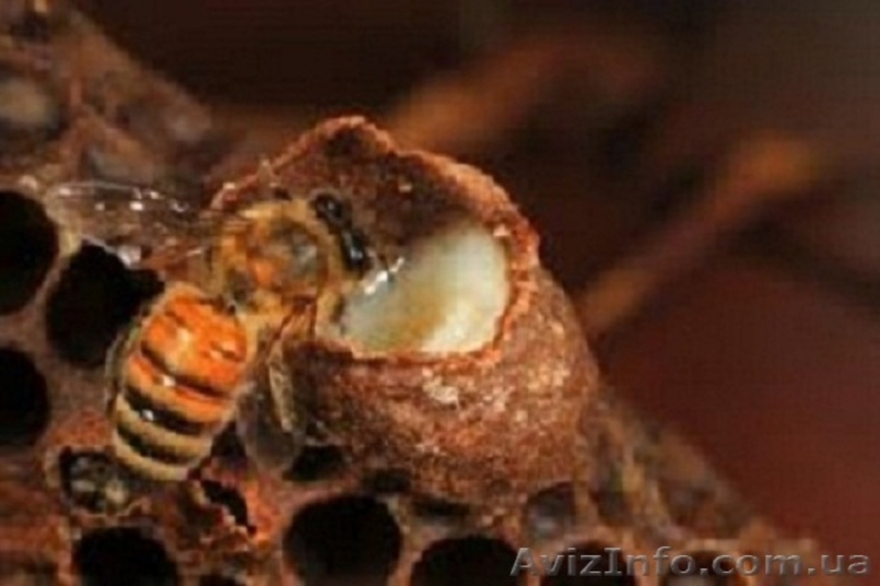 Королевское желе (маточное молочко) - <ro>Изображение</ro><ru>Изображение</ru> #2, <ru>Объявление</ru> #944813