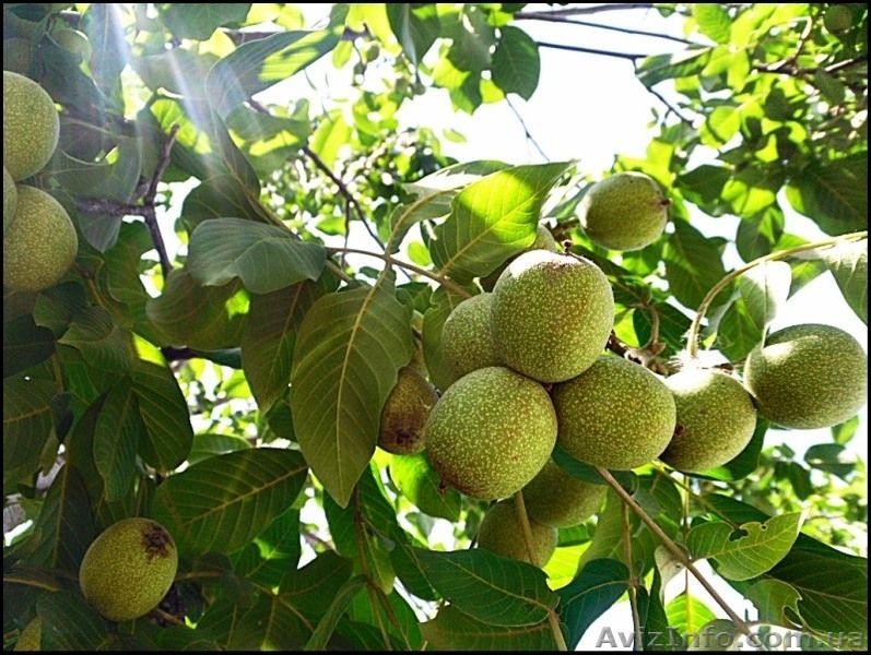 cаженцы грецкого ореха - <ro>Изображение</ro><ru>Изображение</ru> #2, <ru>Объявление</ru> #953422