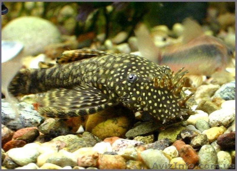 Мирные рыбки, корм и аквариумы - <ro>Изображение</ro><ru>Изображение</ru> #3, <ru>Объявление</ru> #990042