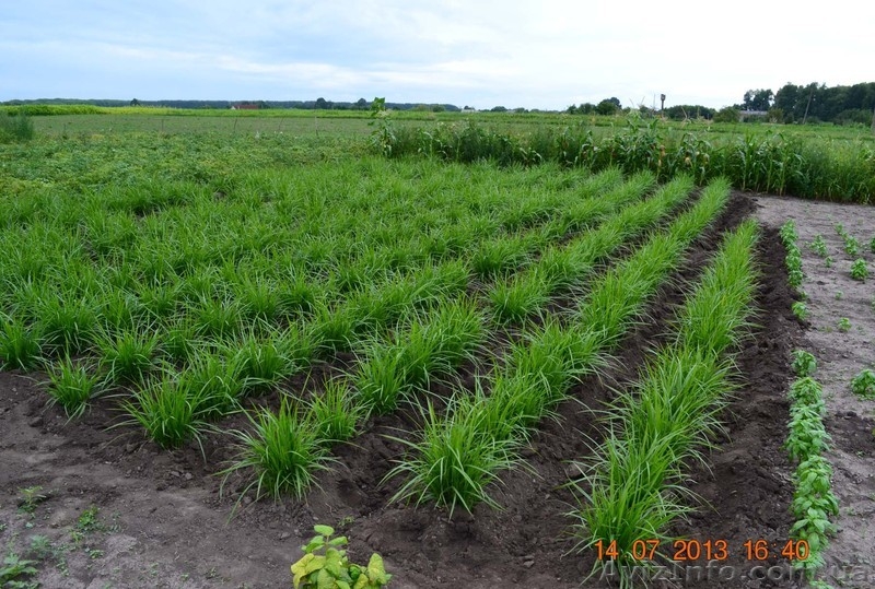 Продам земляной миндаль чуфа - <ro>Изображение</ro><ru>Изображение</ru> #1, <ru>Объявление</ru> #997888