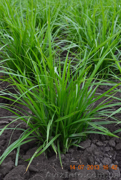 Продам земляной миндаль чуфа - <ro>Изображение</ro><ru>Изображение</ru> #3, <ru>Объявление</ru> #997888