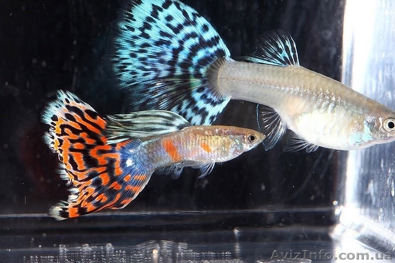 Мирные рыбки, корм и аквариумы - <ro>Изображение</ro><ru>Изображение</ru> #6, <ru>Объявление</ru> #990042