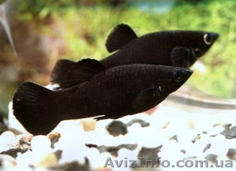 Мирные рыбки, корм и аквариумы - <ro>Изображение</ro><ru>Изображение</ru> #7, <ru>Объявление</ru> #990042